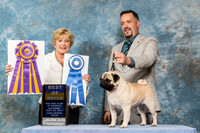 Pug #105 Sat BOW BOB