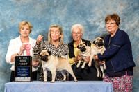 Pug #143 Sat SD