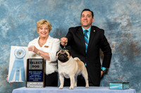Pug #145 Sat SD