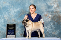 Pug #189 Sat CUSTOM