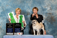 Pug #196 Sat AM BV