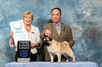 Pug #216 Sat SB