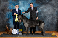 Irish Wolfhounnd #8 Fri G3 Judge Tim Robbins