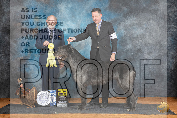 Irish Wolfhounnd #8 Fri G3 Judge Tim Robbins__JP_7362_MARSHALL_2024_HR3