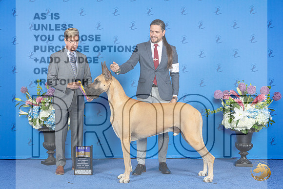 Great Dane #19 FRI BOB Judge Douglas Johnson__JP_8951_Houston_2024_HR3