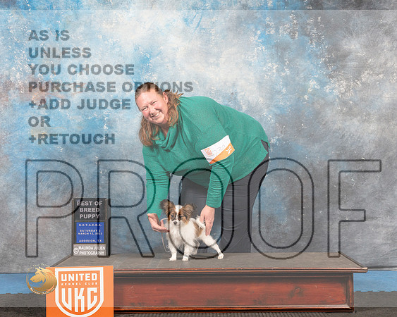 Papillon#? Sat2 BPup Judge David Arthur_MMJ_6454_Addison2022_HR3
