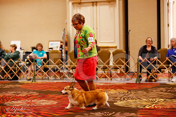 _JJ_9364-HstnCorgiFeb2015-HR3