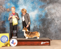 Pembroke Welsh Corgi #5 Fri BPISweeps Judge Carol Braunstein