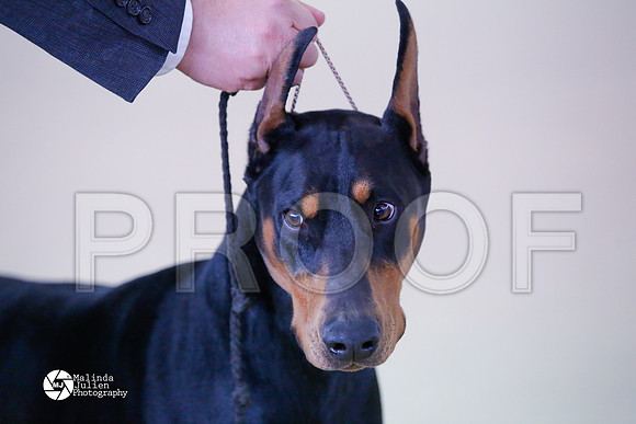 Dobe-6060-HtoJan14-HR