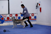 12-18 Puppy Dog Sat Ring