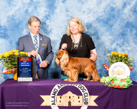 Cavalier King Charles Spaniel #5 Sun BOS BOW Dorothy Swanson Judge Dr. John V Ioia
