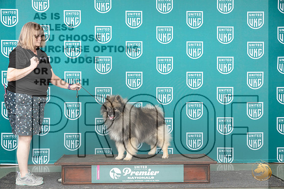 Keeshond Miles__JP_2838_Premier_2024_HR3