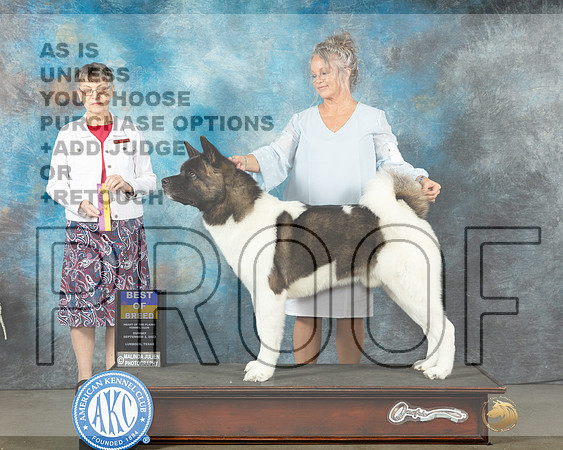 Akita #5 Sun BOB Judge Donna Buxton-_JP_1904e-Lubbock2023_HR3