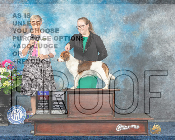 Nederlandse kooikerhondje #14 Fri BOB BOBOH MAJ Judge Cheryl Paterson-MJP_4110e-Houston2023_HR3