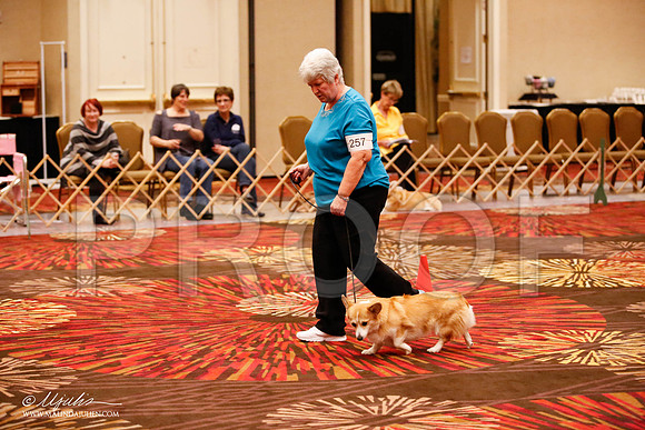 _JJ_7589-HstnCorgiFeb2015-HR3