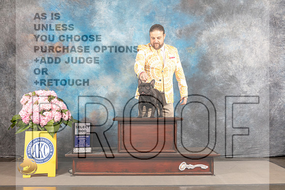 French Bulldog #25 THUR SD Judge Joe Walton_MJ_3882_Houston_2022_HR3