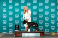 American Pit Bull Terrier #244 Sat TDG4 Judge Diane Price