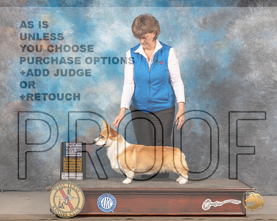 Pembroke Welsh Corgi #19 Sun BOWWD Judge Judy BrownMMJ_5203_Mdlnd2022_HR3