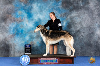 Borzoi #23 WED BOWM Judge Marilyn Pipes