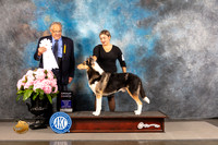 Smooth Collie #5 FRI G4 Judge John Wade