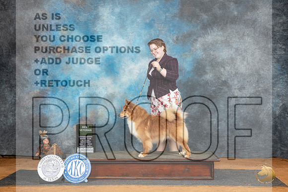 Icelandic Sheepdog #5 Sat BVet Judge Denise Dean__JP_8276_MARSHALL_2024_HR3