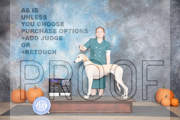 Saluki #12 Sun BOBOHBOBBOW M Judge Ann Roth__JP_9330_Humble_2024_HR3