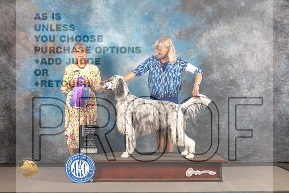 English Setter #5 WED WD BOW Major Judge Jill Warren_MJ_1878_Houston_2022_HR3