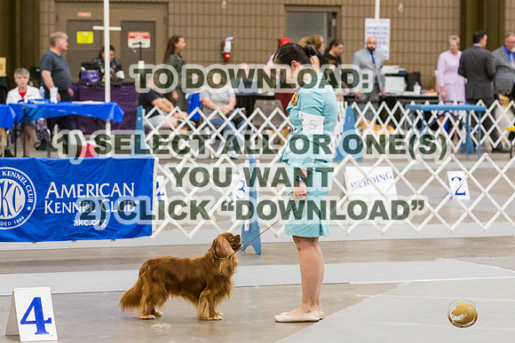 Cavalier King Charles Spaniel #15 Sat-JJL_4322-Lubbock2023_HR3