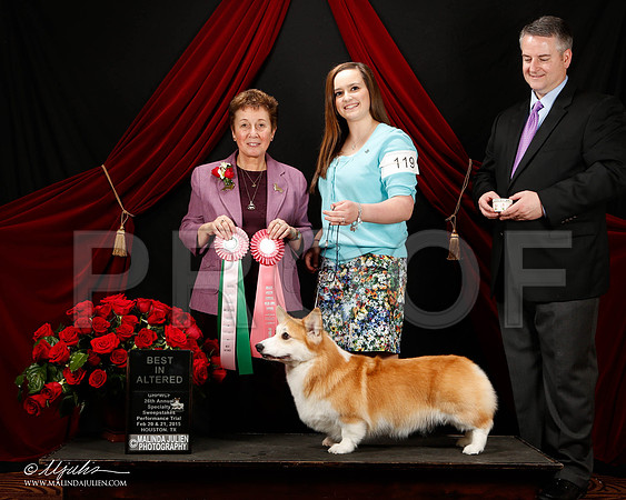 _ST_3451-2-HstnCorgiFeb2015-HR3