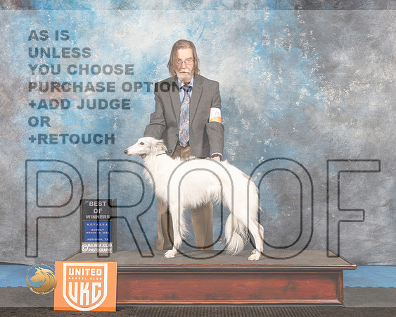 Silken Windhound #131 Sun BOW Judge Pam Moore_MMJ_6579_Addison2022_HR3
