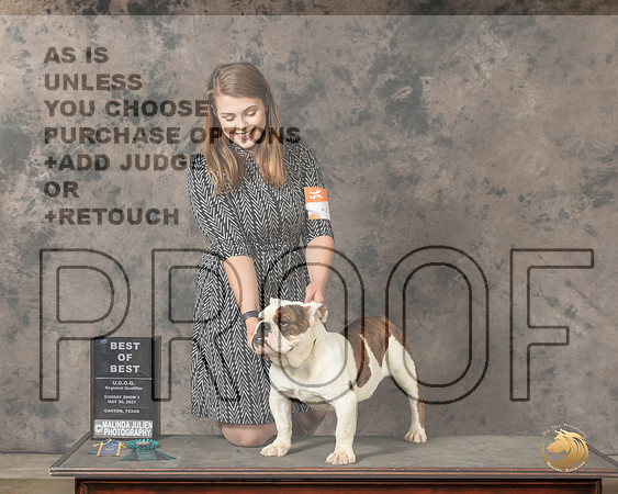 Bulldog437SnBB2334_Cntn21