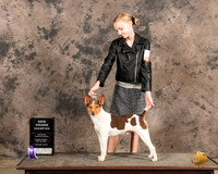 Rat Terrier SnNGrCh