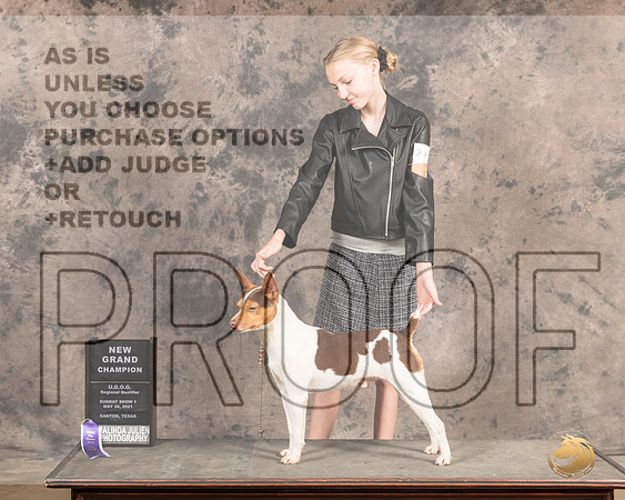 Rat Terrier SnNGrCh2392_Cntn21