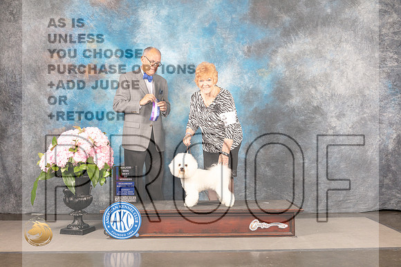 Bichon Frise #9 SUN WD BOW Major Judge Luis Sosa_MJ_8136_Houston_2022_HR3