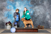 Chinese Shar Pei #5 Sun G1 Judge Donelle Richards