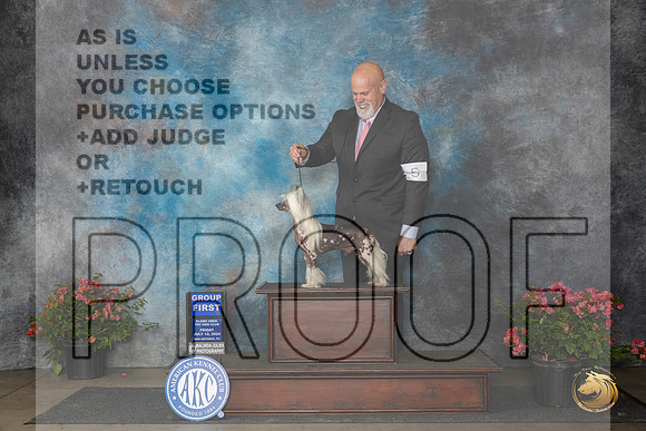 Chinese Cresteds #5 Fri OHG1 Judge Claire Wisch Abraham__JP_4221_San Antonio_2024_HR3