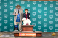Bolognese #347 Sat G1 Allan Krenek
