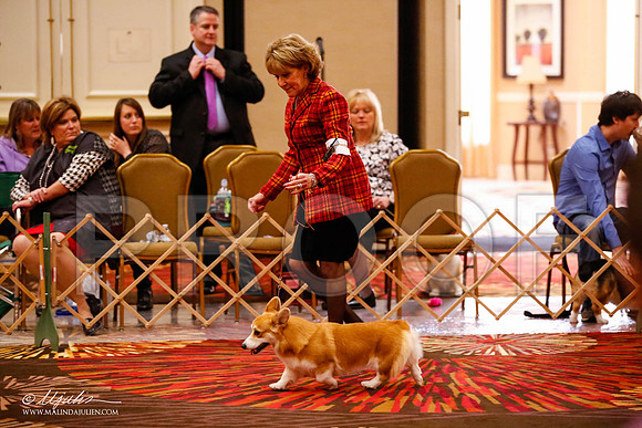 _JJ_0457-HstnCorgiFeb2015-HR3