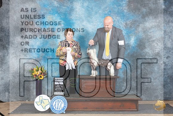 Chinese Crested #7 Sat G4 Judge Edy Dykstra-Blum__JP_9982_Abilene_2024_HR3