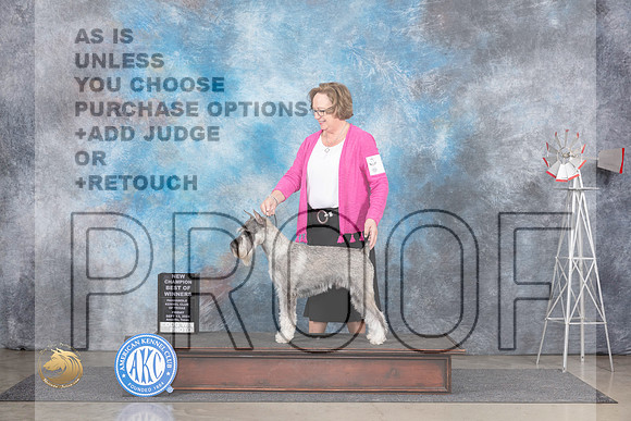 Standard Schnauzer #7 Fri BOWCH Judge Patricia Trotter__JP_5319_Amarillo_2024_HR3