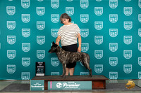 Dutch Shepherd #500 Thur T10BOB Judge Stephanie Mueller