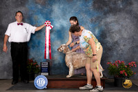 English Setter #J600 Sat BJr Judge Elizabeth ‘Beth’ Sweigart