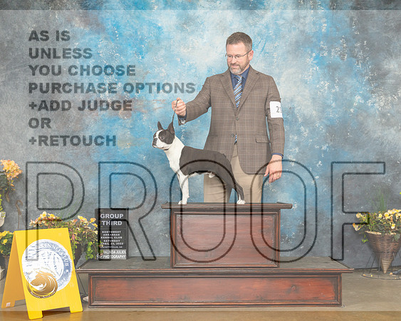 Boston Terrier #21 Sun G3 Judge Jan Sigel-MMJ_1796-NWARK2022-HR3