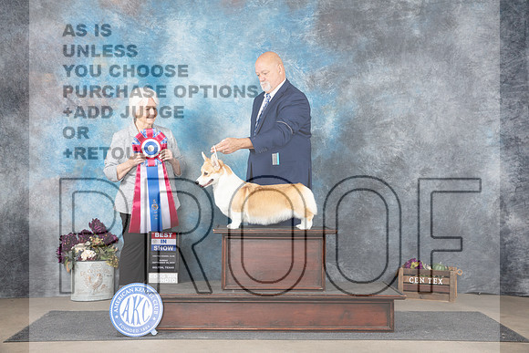 Pembroke Welsh Corgi #6 Sun BIS Judge Gloria Kerr__JP_8144_Belton_2024_HR3