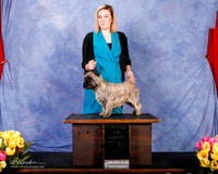 Cairn Terrier RESHOOT Fri