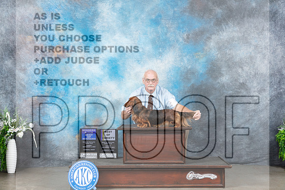 Dachshund Long Coat #6 Sun WBBOWBOV Judge Eugene Blake_JP_2078_Lubbock2023_HR3
