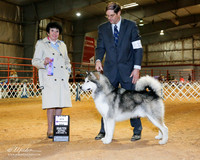 Alaskan Malamute #15 Sat WD Maj