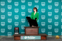 Poodle Miniature #1436 Sun AG2 Judge Deb Allen