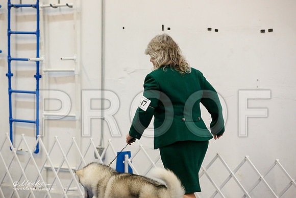 _M3_9416-AddisonHuskyMar2015-HR3