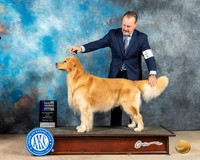 Golden Retriever #9 Fri WDCh Judge Peggy McIlwaine